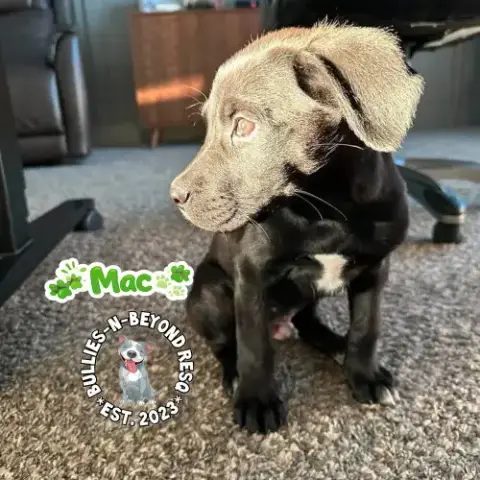 The M Litter; Mac photo 2