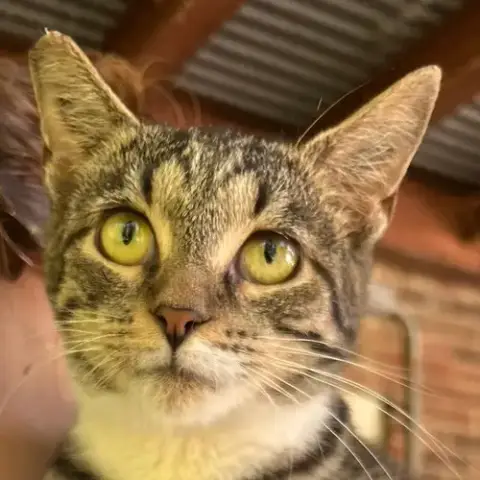 Tabby Abby photo 3