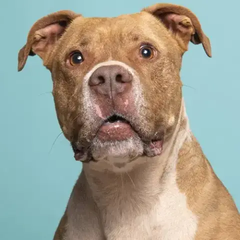Caine