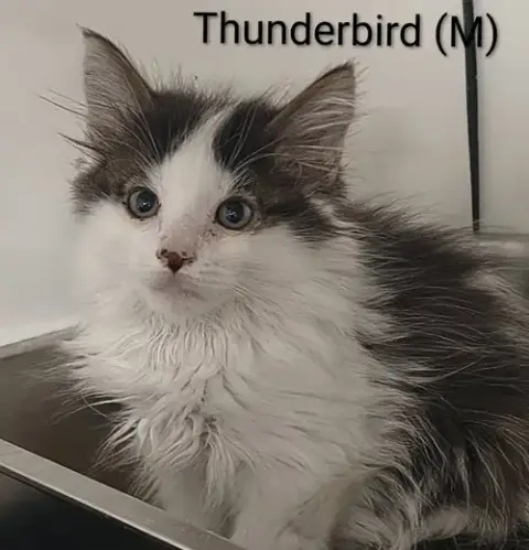Thunderbird