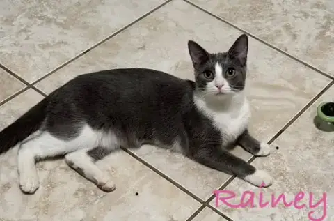 Rainey