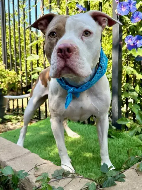 Ziggy photo 3
