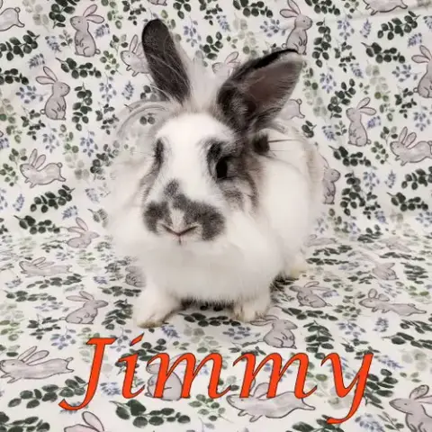 Jimmy