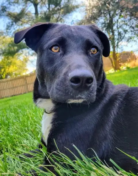 Zoey photo 2