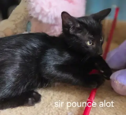 Sir Pounce A Lot photo 3