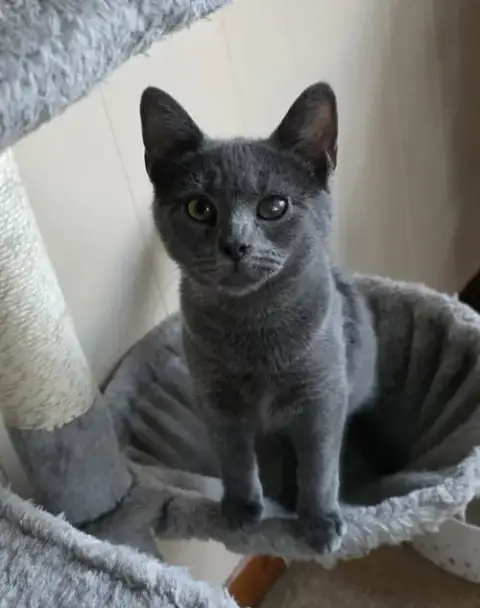 Enzo