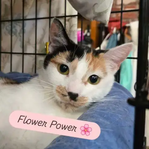 Flower Power