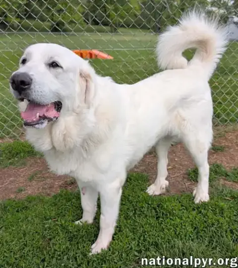 Fluffy In Oh photo 2