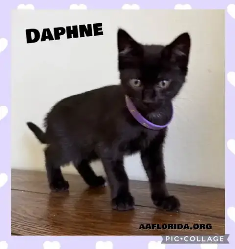 Daphne
