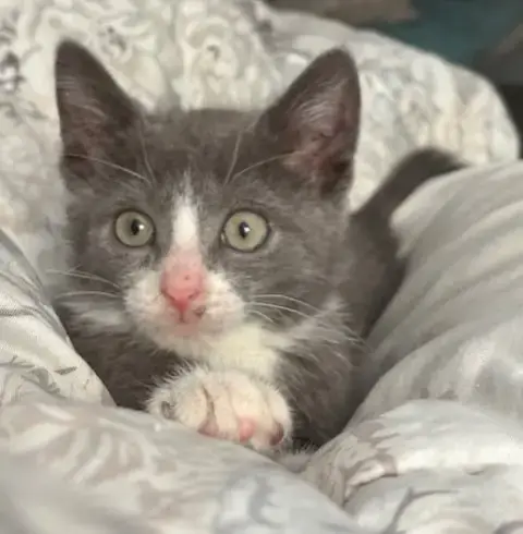 Delphine'S Ivy Kitten