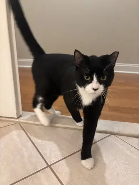 Tuxie photo 2