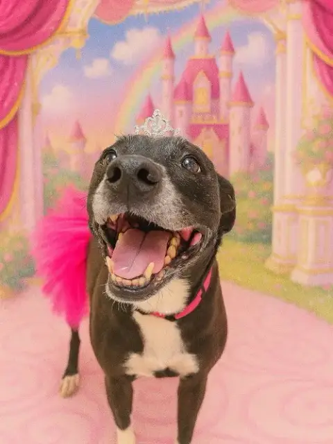 Gracie photo 4