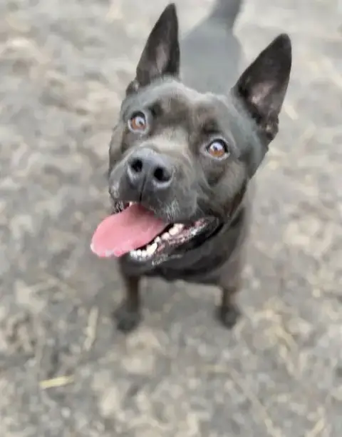Tyson photo 2