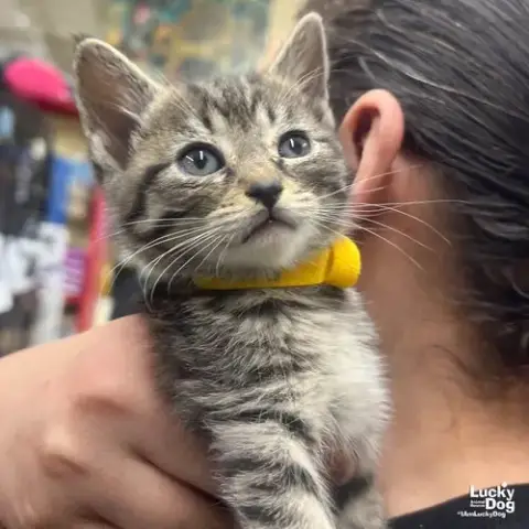 Piper