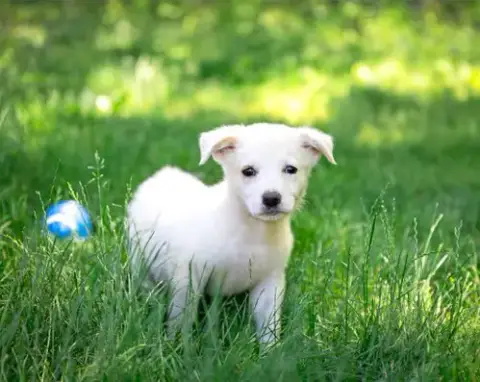 Pyr/Yellow Lab Pups Girls photo 2