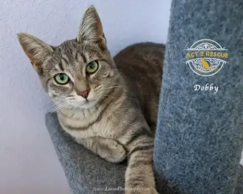 Dobby photo 4
