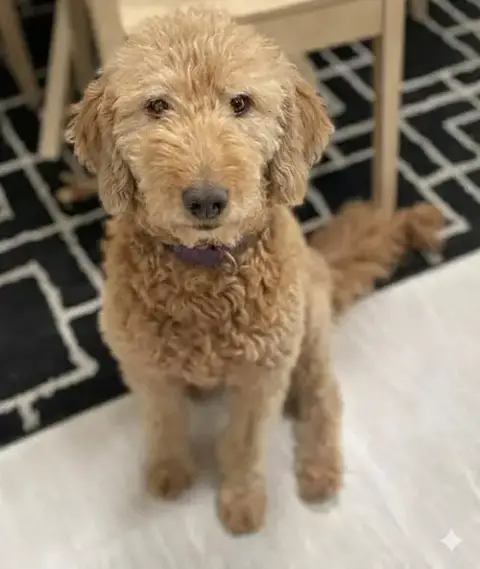Honey photo 3