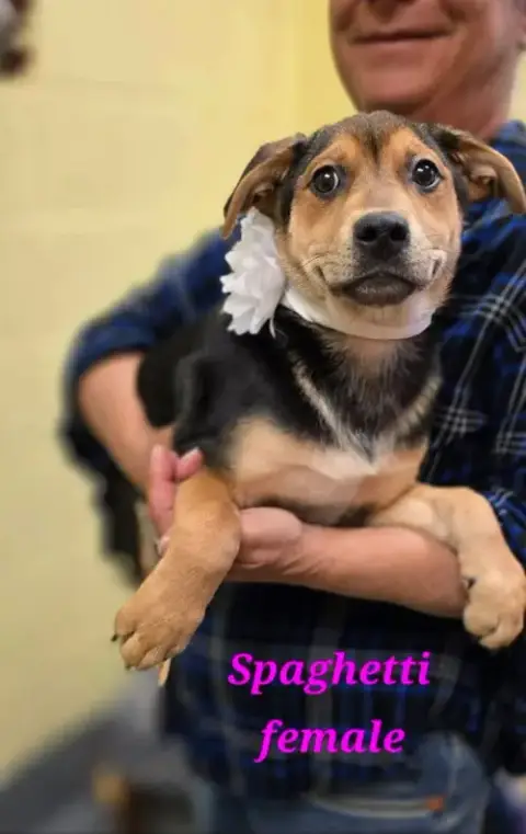 Spaghetti photo 2