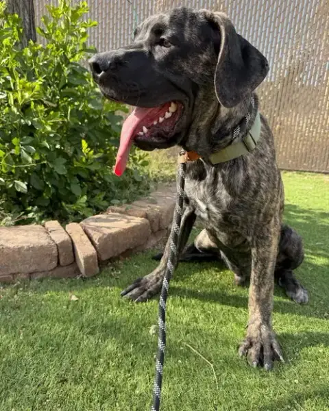 Brody photo 4