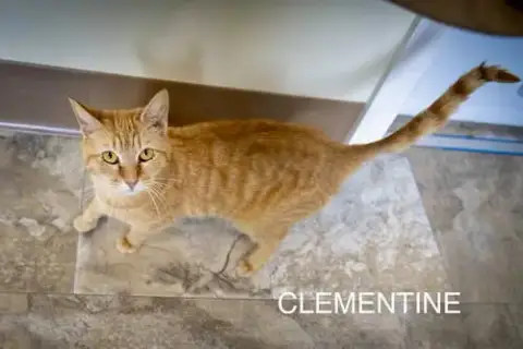 Clementine photo 4