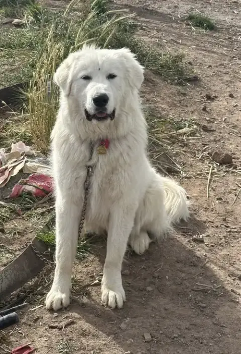 Millie photo 2