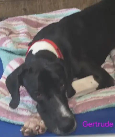 Gertrude