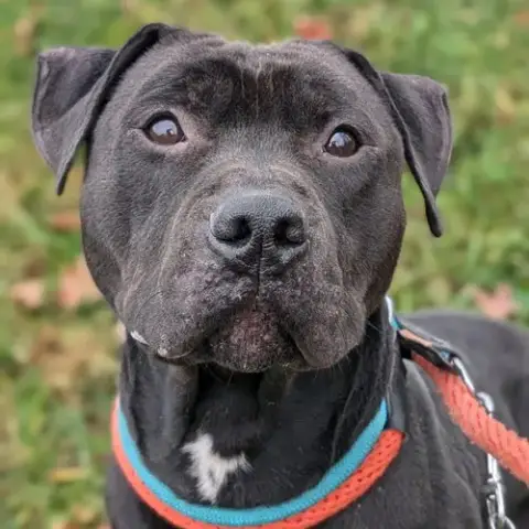 Pound Dog-Coal #179858-Courtesy Listing photo 2