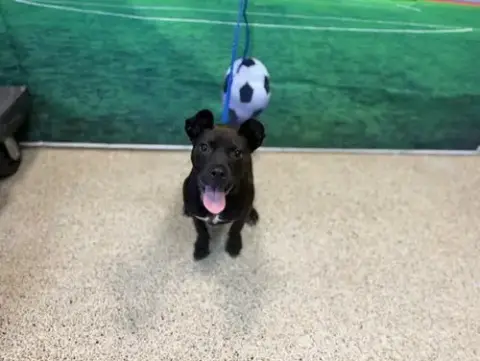 Bella