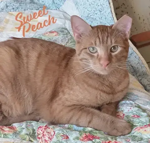 Sweet Peach #Bonded-To-Frankie