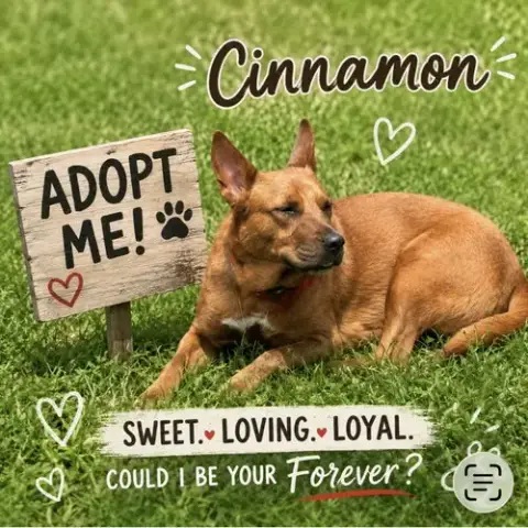 Cinnamon photo 4