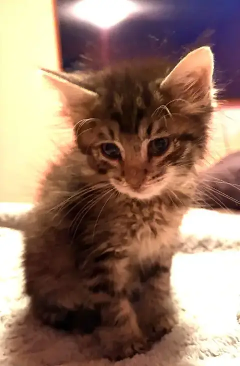 Kitten Mel photo 2