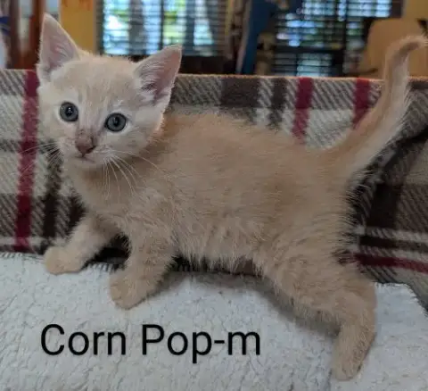 Corn Pop