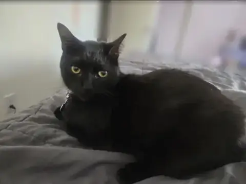 Shadow