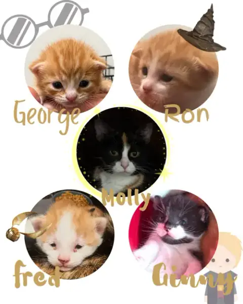 Harrys Cats photo 3