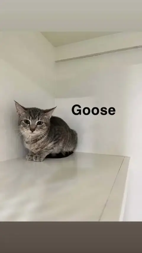 Goose photo 2