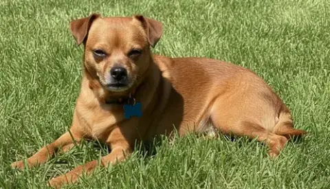 Gideon Therapy Dog photo 4
