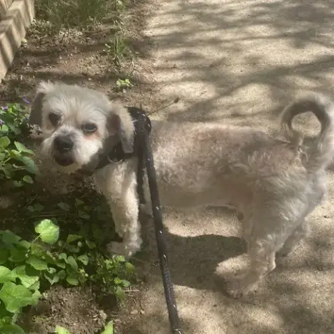 Benji photo 3
