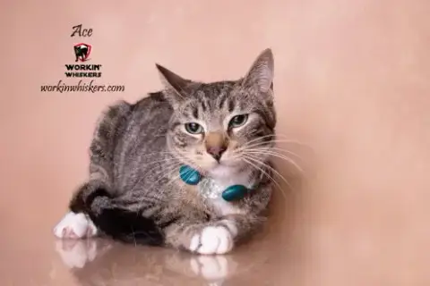 Ace