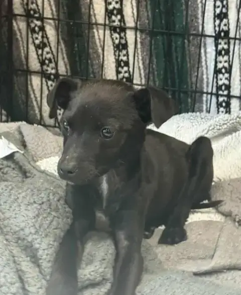 Kane *Arriving 2/20*