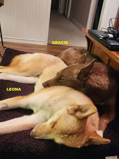 Gracie & Leona photo 5
