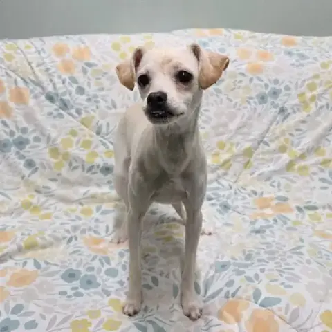 Dingo