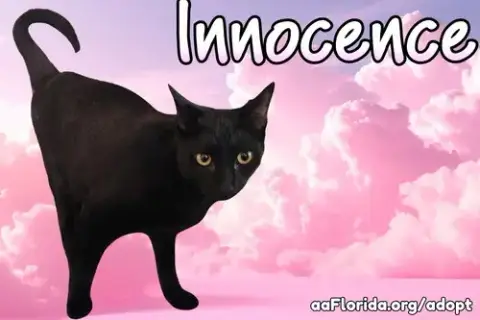 Innocence photo 2