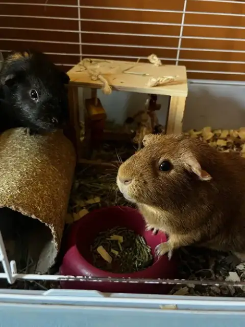 Pumpkin & Spice Guinea Pigs