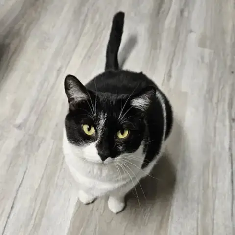 Tulip