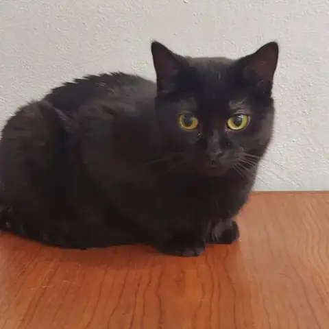 Nyx photo 2