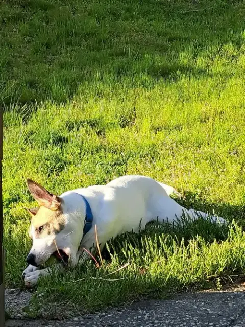Luna photo 4