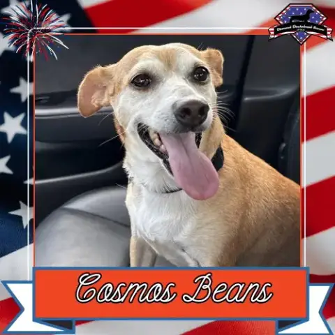 Cosmos Beans Splash