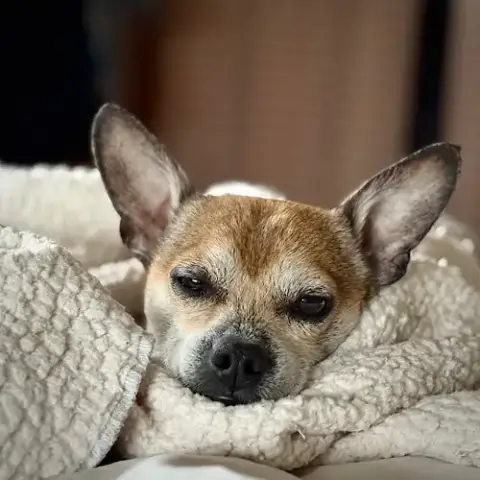 Simba photo 5