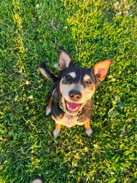 Rosie