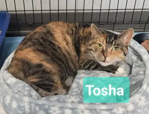 Tosha photo 2